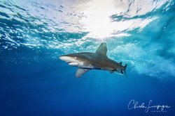 Longimanus by Claude Lespagne 